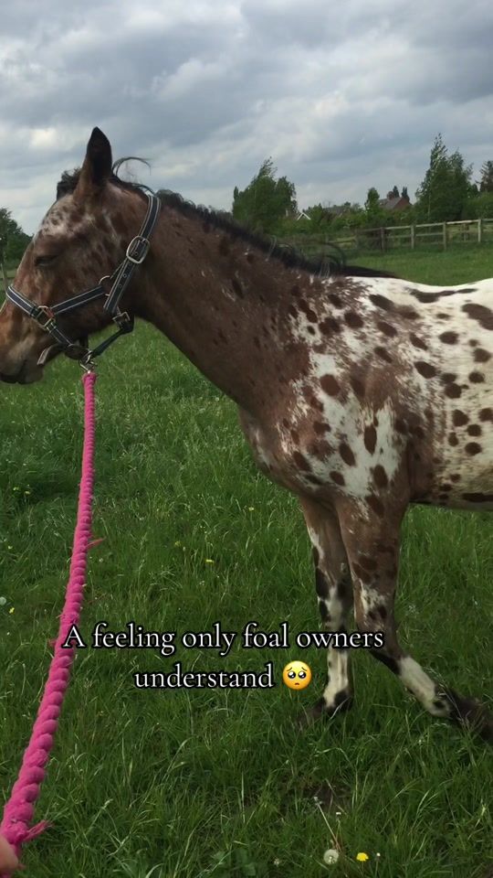 TikTok video thumbnail by ellieg98x