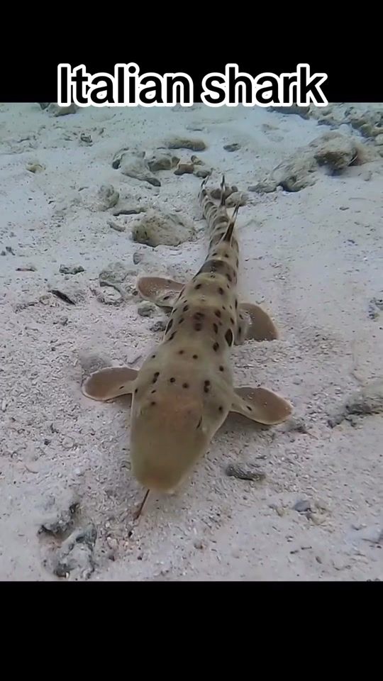 TikTok video thumbnail by sakuraheartcookie