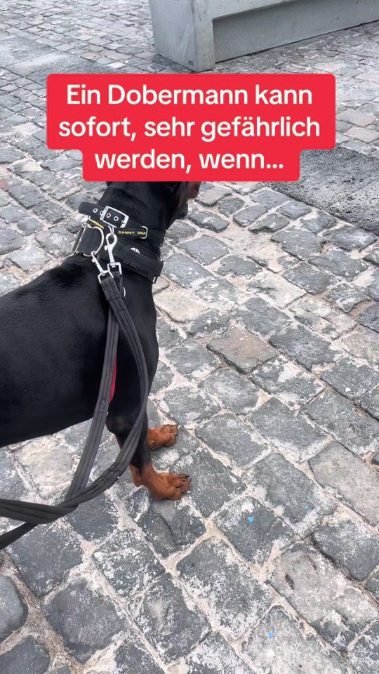 TikTok video thumbnail by dobermann_nero