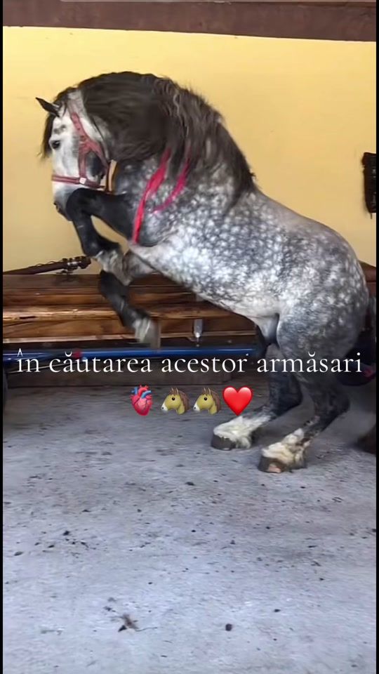 TikTok video thumbnail by _.creisor