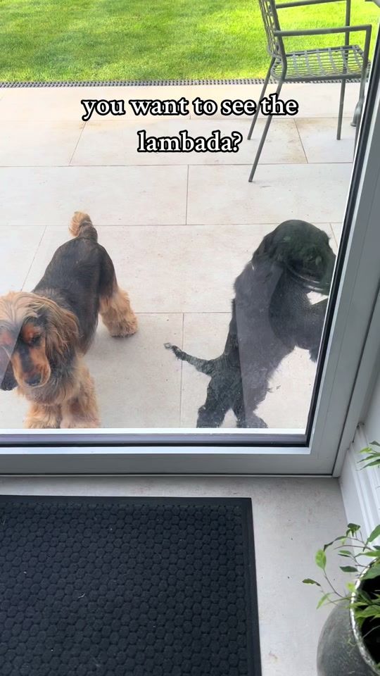 TikTok video thumbnail by thecockerspanielboys