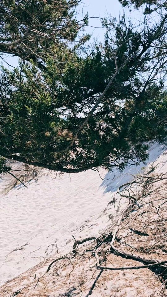 TikTok video thumbnail by delmarviaggi