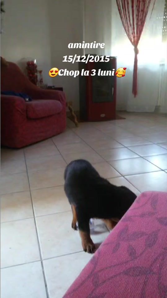 TikTok video thumbnail by rottweilerchop1