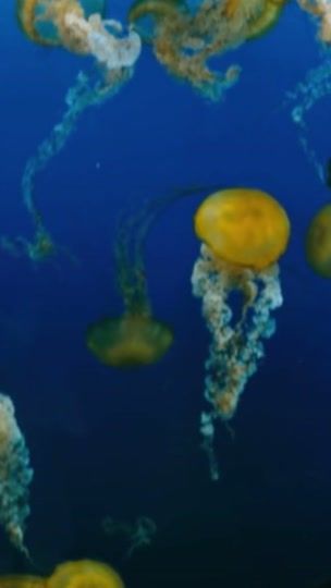 TikTok video thumbnail by elzzeditz