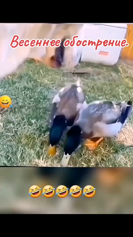 TikTok video thumbnail by jurii142