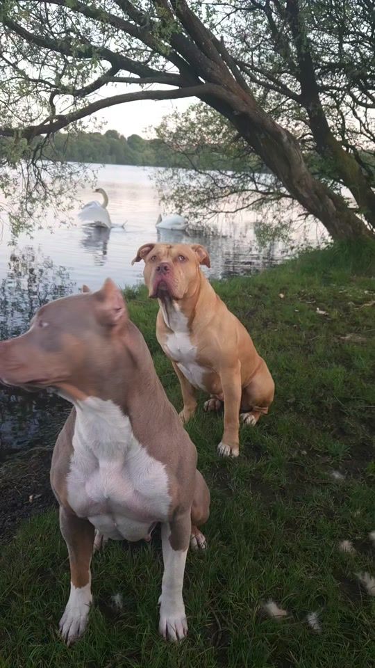 TikTok video thumbnail by wadman0121