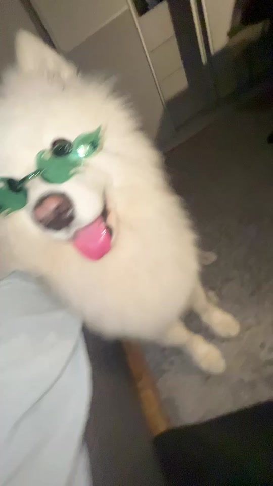 TikTok video thumbnail by samoyed_pesto