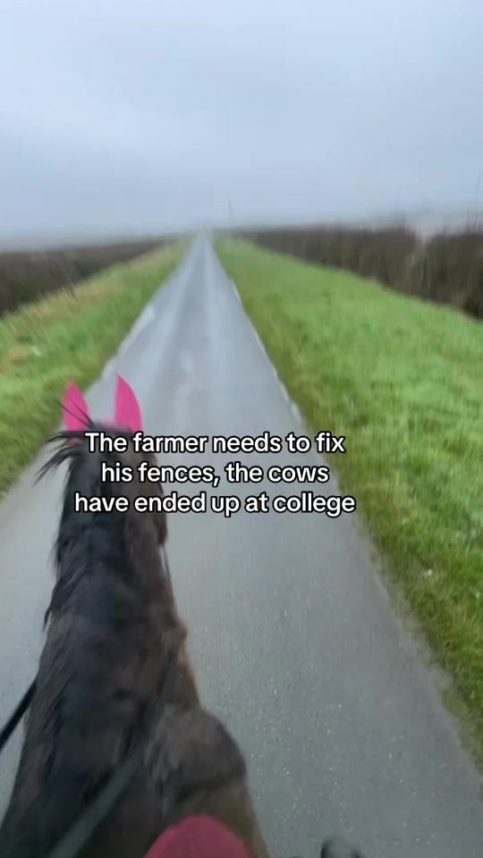TikTok video thumbnail by _equine.holly