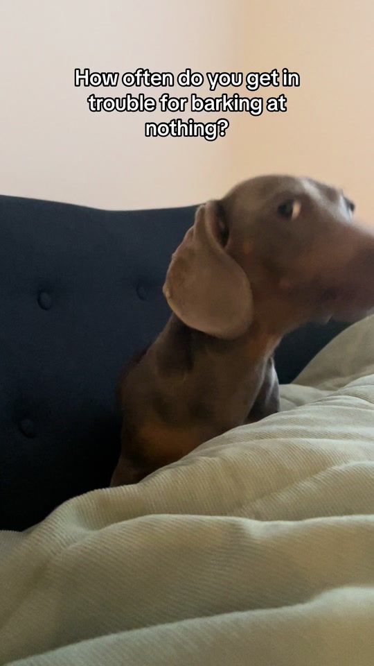 TikTok video thumbnail by dachshunddojo