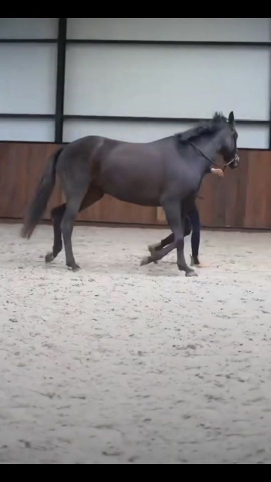 TikTok video thumbnail by edits_horse49