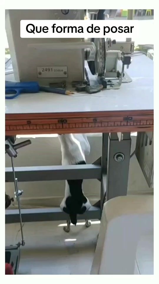 TikTok video thumbnail by animales.gracioso