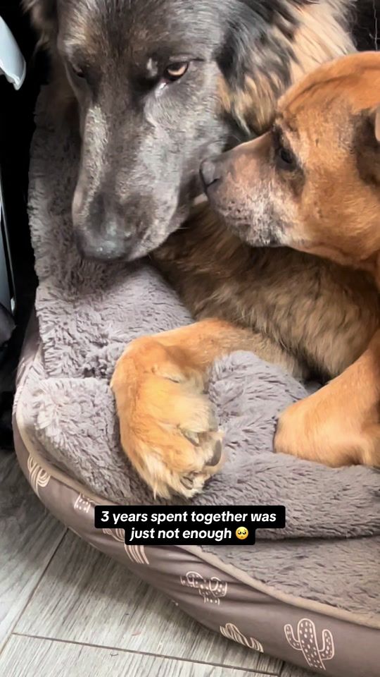 TikTok video thumbnail by stormithebluegsd