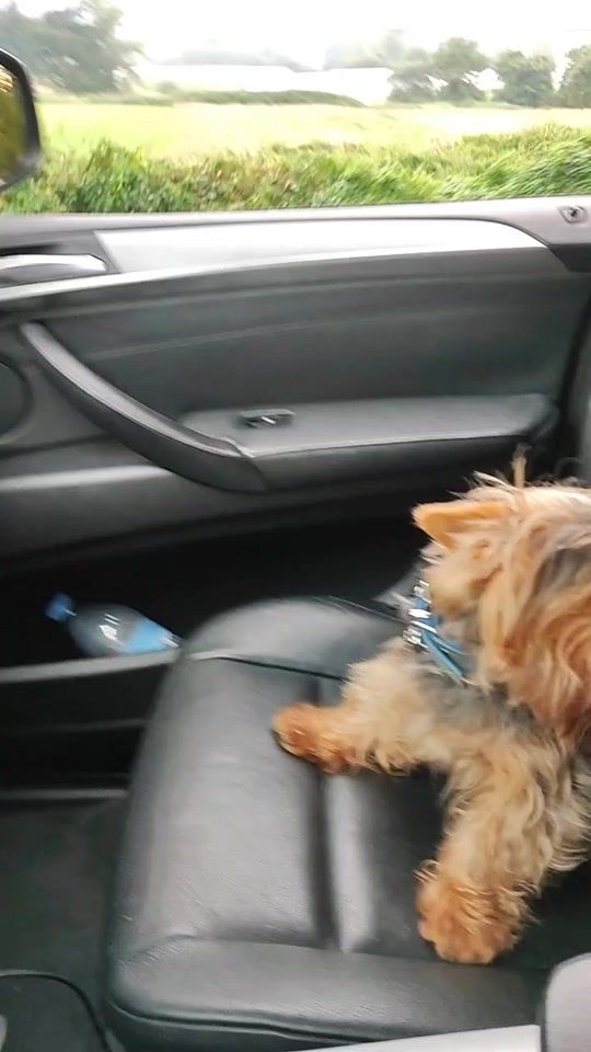 TikTok video thumbnail by cambumbomen