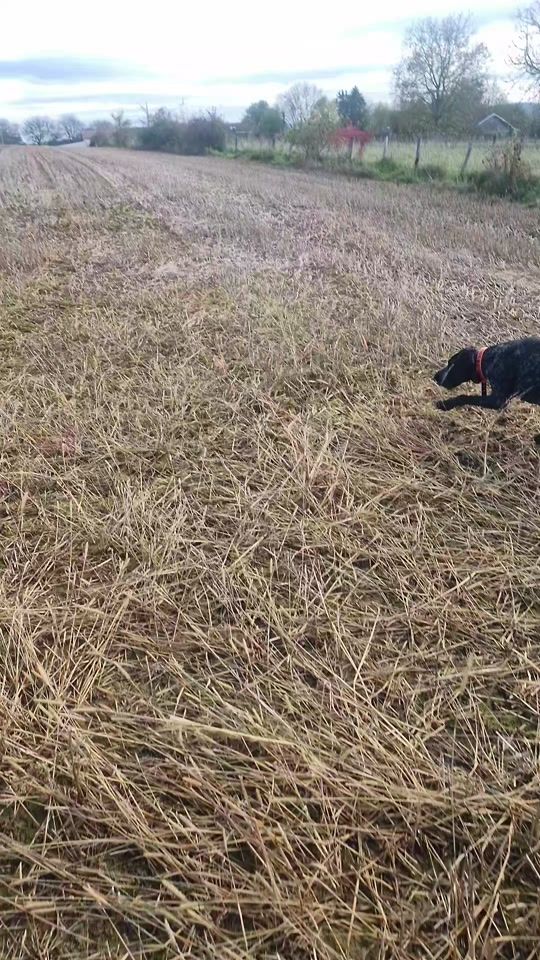 TikTok video thumbnail by stevencretin