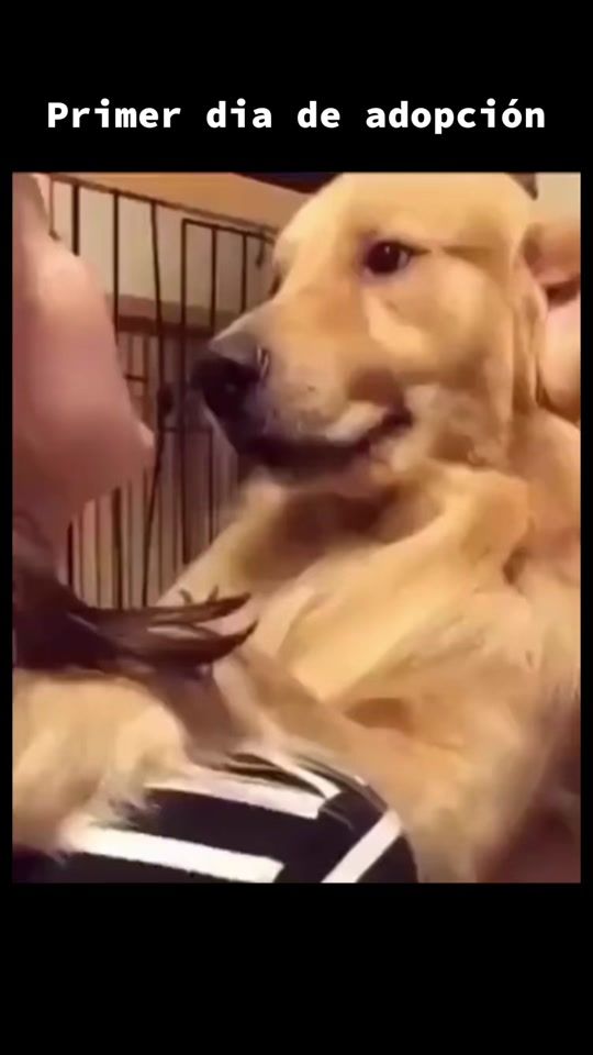 TikTok video thumbnail by digitaltemplar