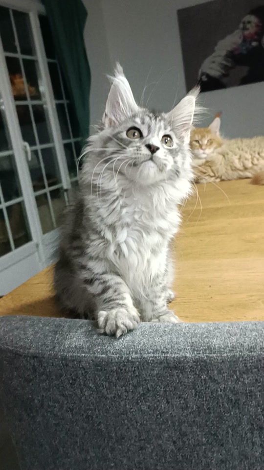 TikTok video thumbnail by chatterie.demon.dor.69