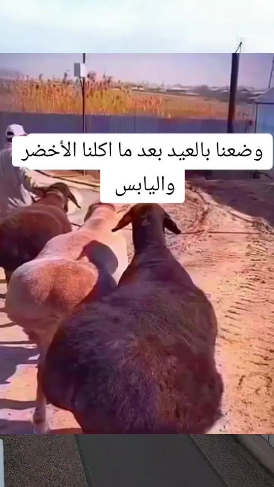 TikTok video thumbnail by hadi___1987