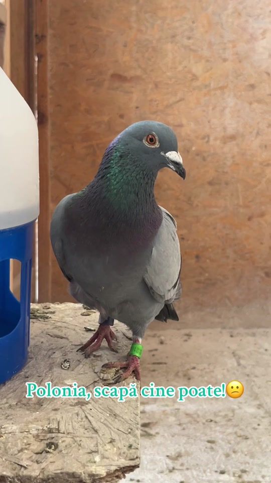 TikTok video thumbnail by rooobby