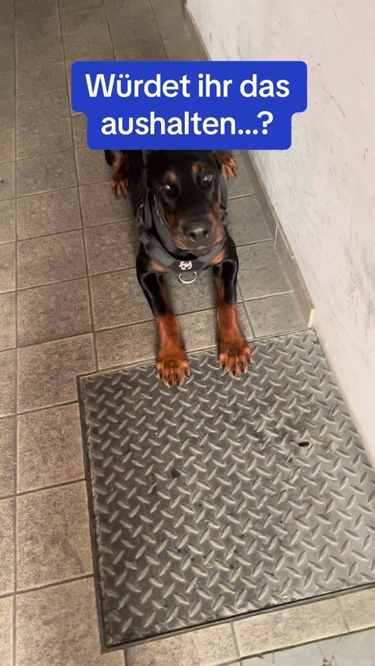 TikTok video thumbnail by dobermann_nero