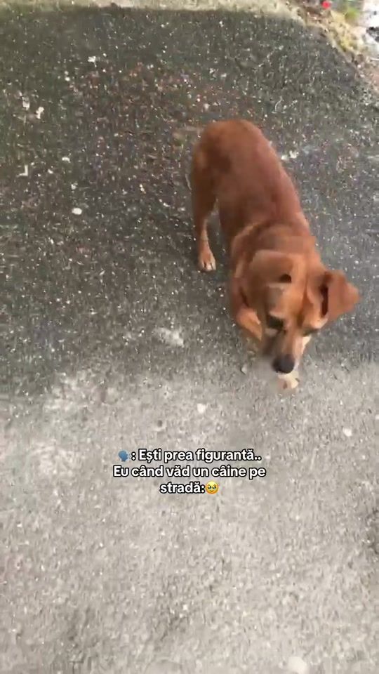 TikTok video thumbnail by iamraluu