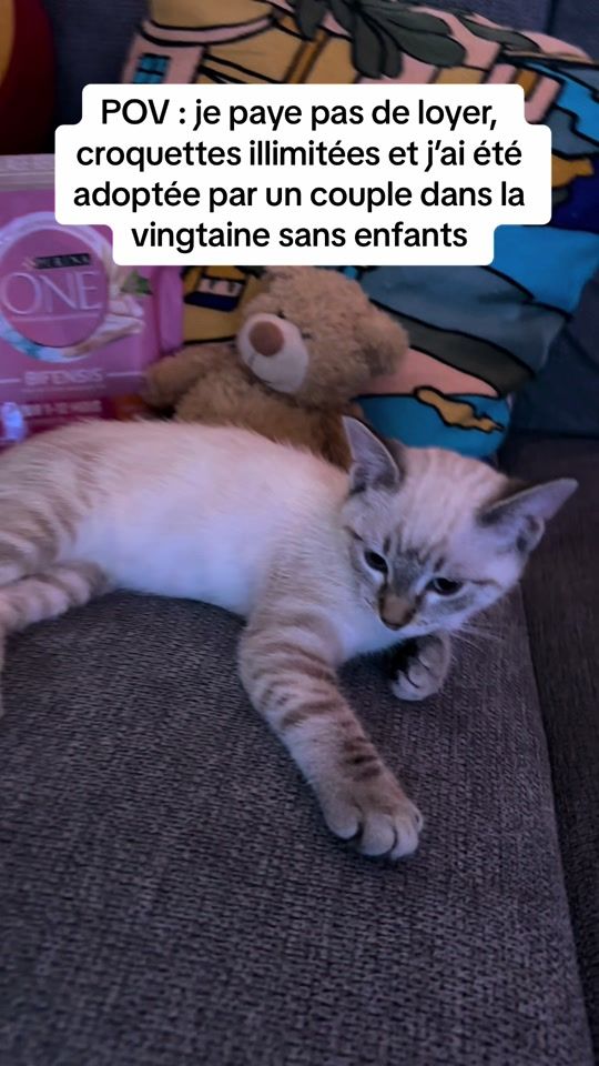 TikTok video thumbnail by yoda.the_cat