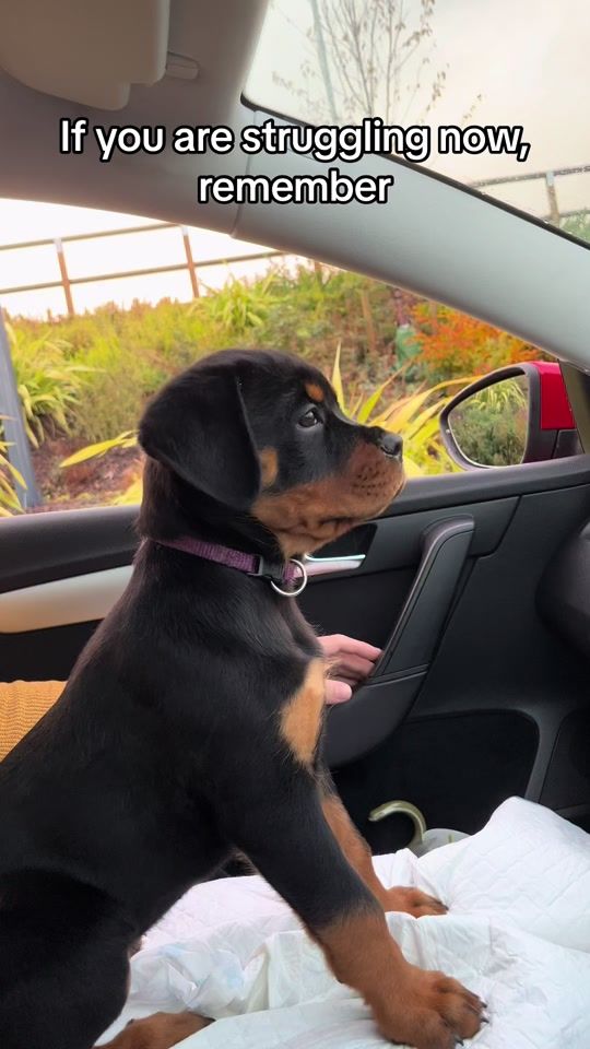 TikTok video thumbnail by rottweilerlily