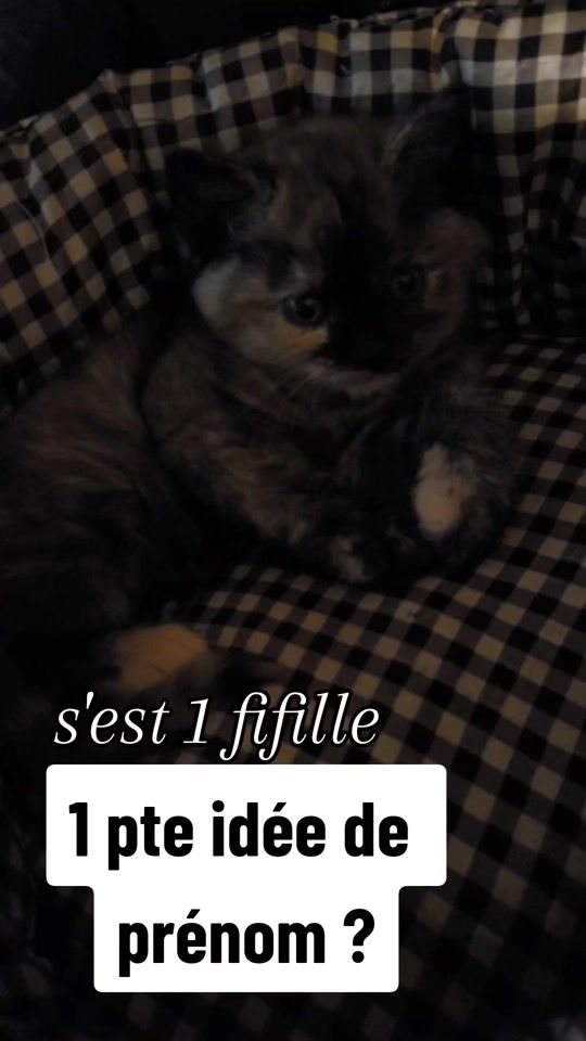 TikTok video thumbnail by dom_jou35