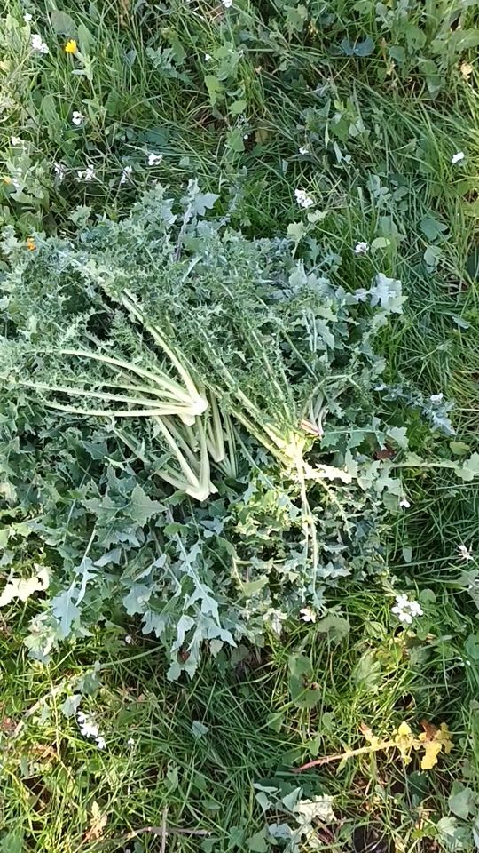 TikTok video thumbnail by gianlucafusco845