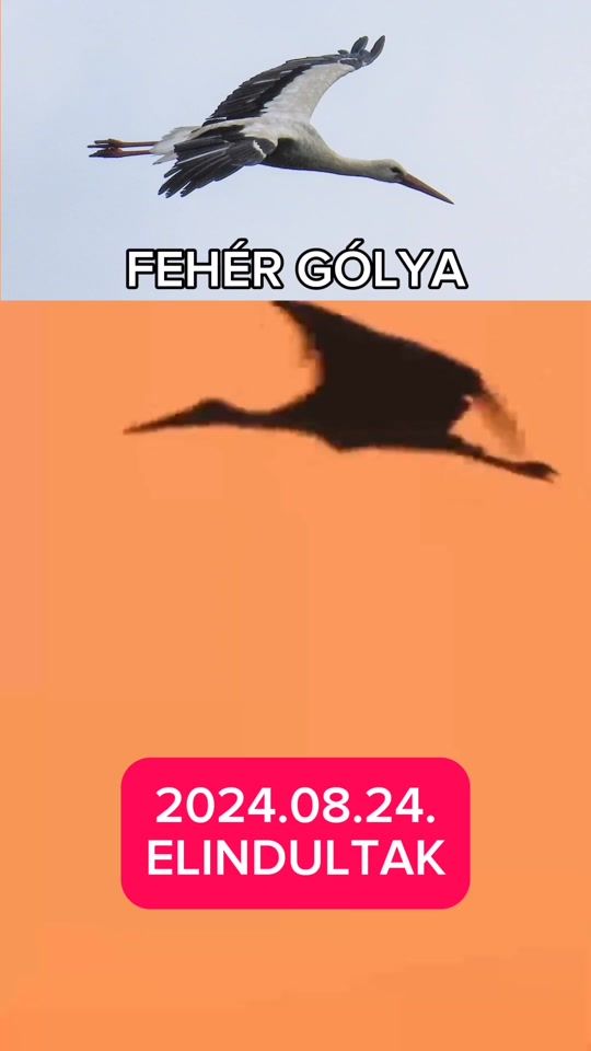 TikTok video thumbnail by farkashang