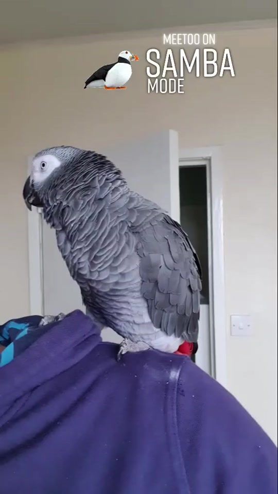 TikTok video thumbnail by safir_parrot