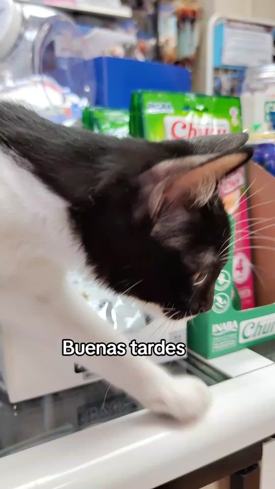 TikTok video thumbnail by sayapo_cats