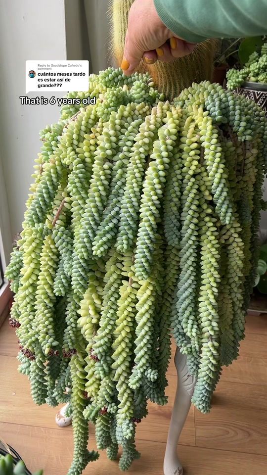 TikTok video thumbnail by nepaliplantlady