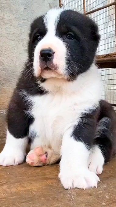 TikTok video thumbnail by rares.merca._