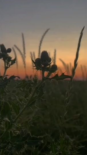 TikTok video thumbnail by n95n27