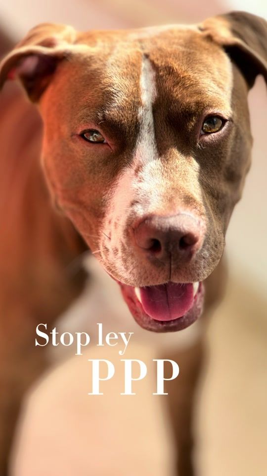 TikTok video thumbnail by blue_lapitbull