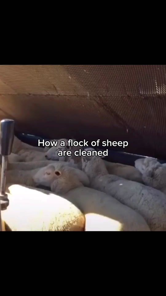 TikTok video thumbnail by clipzz.z