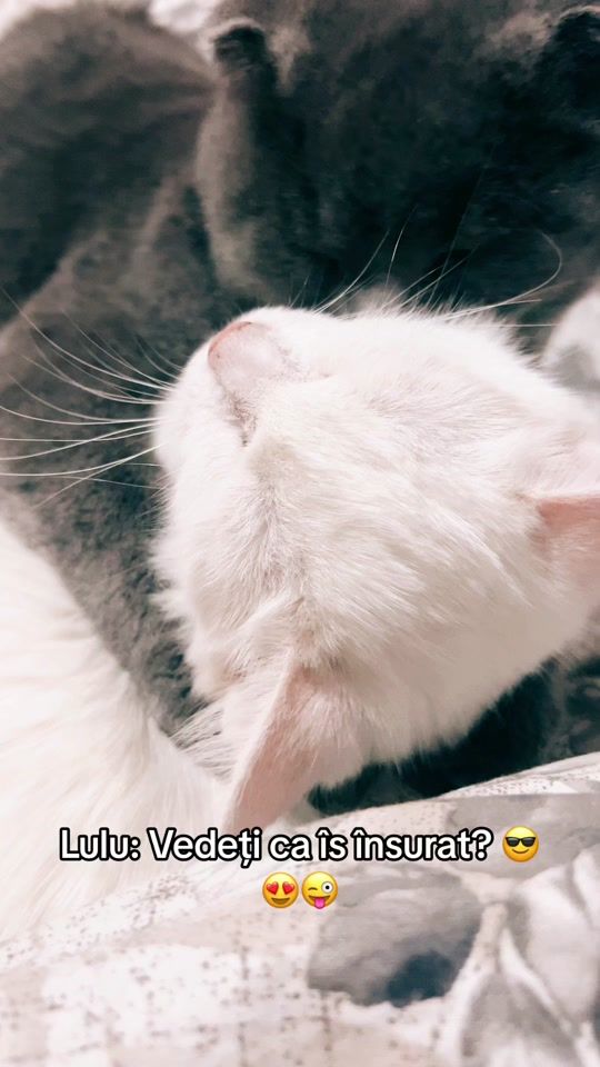 TikTok video thumbnail by lulusilala8