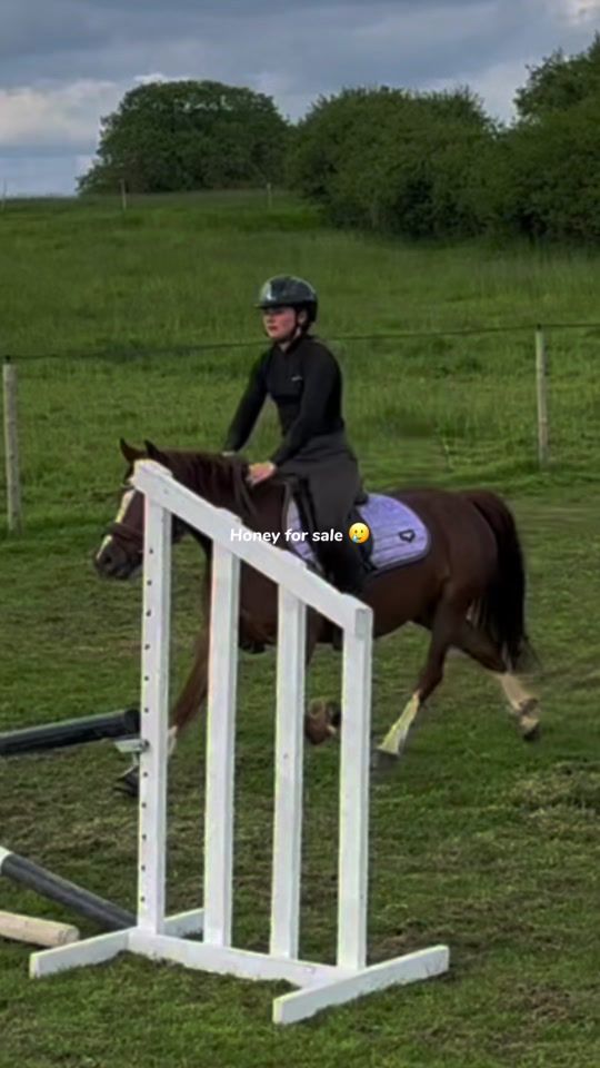 TikTok video thumbnail by fifis_welsh_ponies