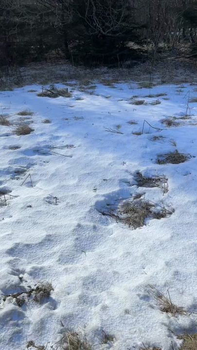 TikTok video thumbnail by neringanerin