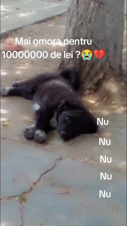 TikTok video thumbnail by sufletelhaz