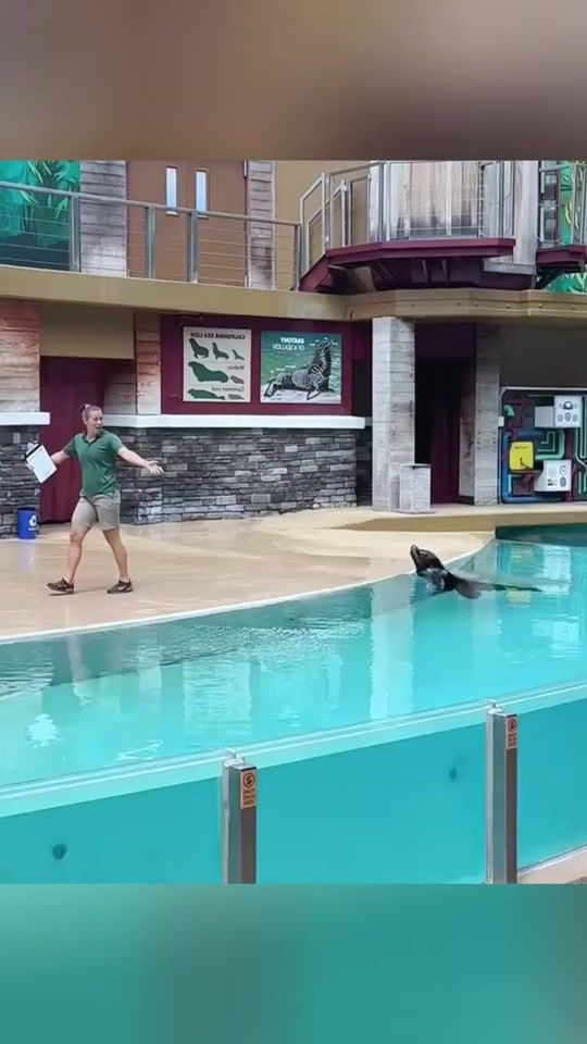 TikTok video thumbnail by dolphinshow.ch
