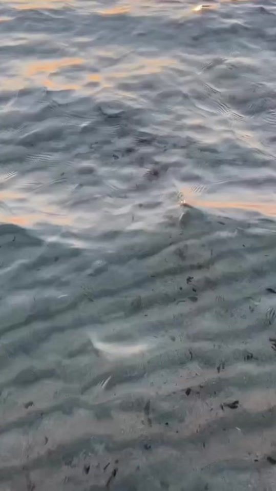 TikTok video thumbnail by chillvibes.it