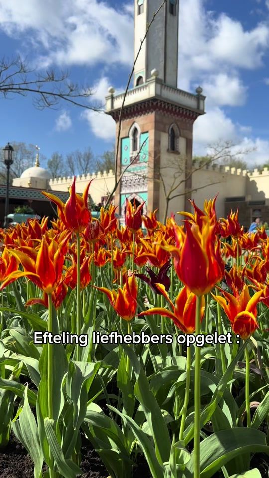 TikTok video thumbnail by ilsemulder