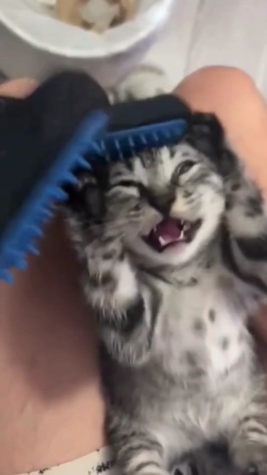 TikTok video thumbnail by microkittens