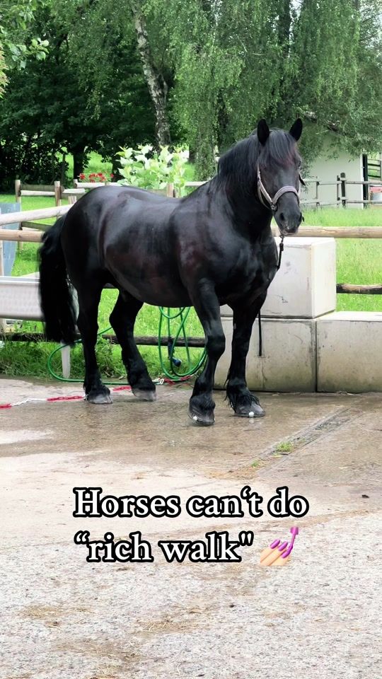 TikTok video thumbnail by keinpferdemaedchen