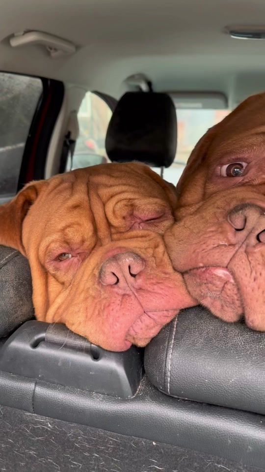 TikTok video thumbnail by megmolu21