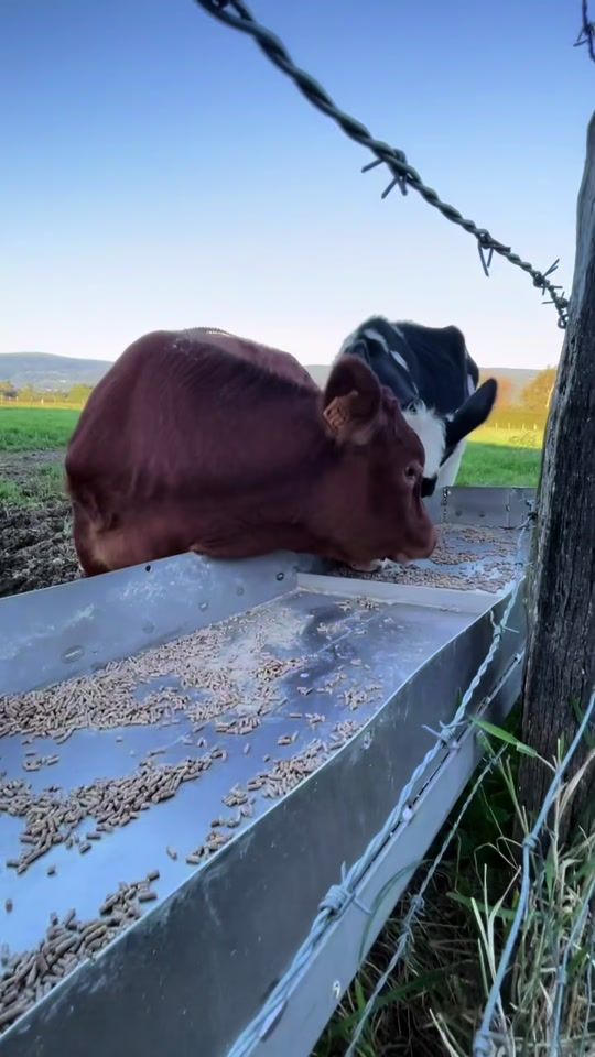 TikTok video thumbnail by romane_dumeil