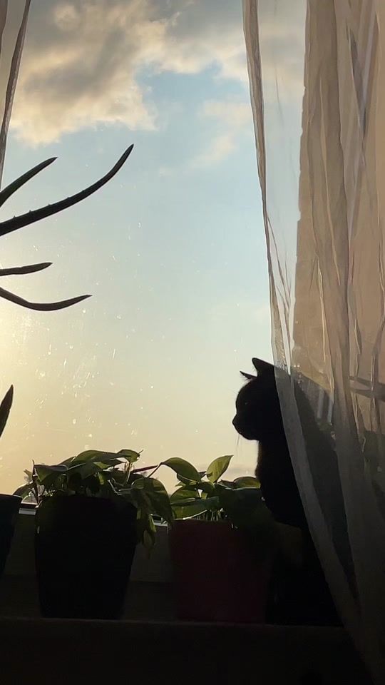 TikTok video thumbnail by steffiengel8