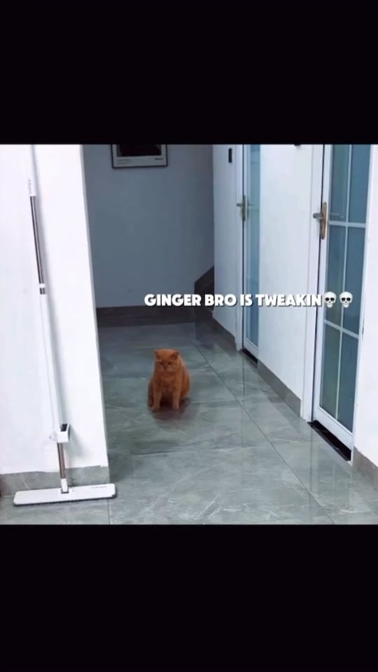 TikTok video thumbnail by hdexvq