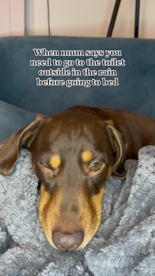 TikTok video thumbnail by dachshunddojo